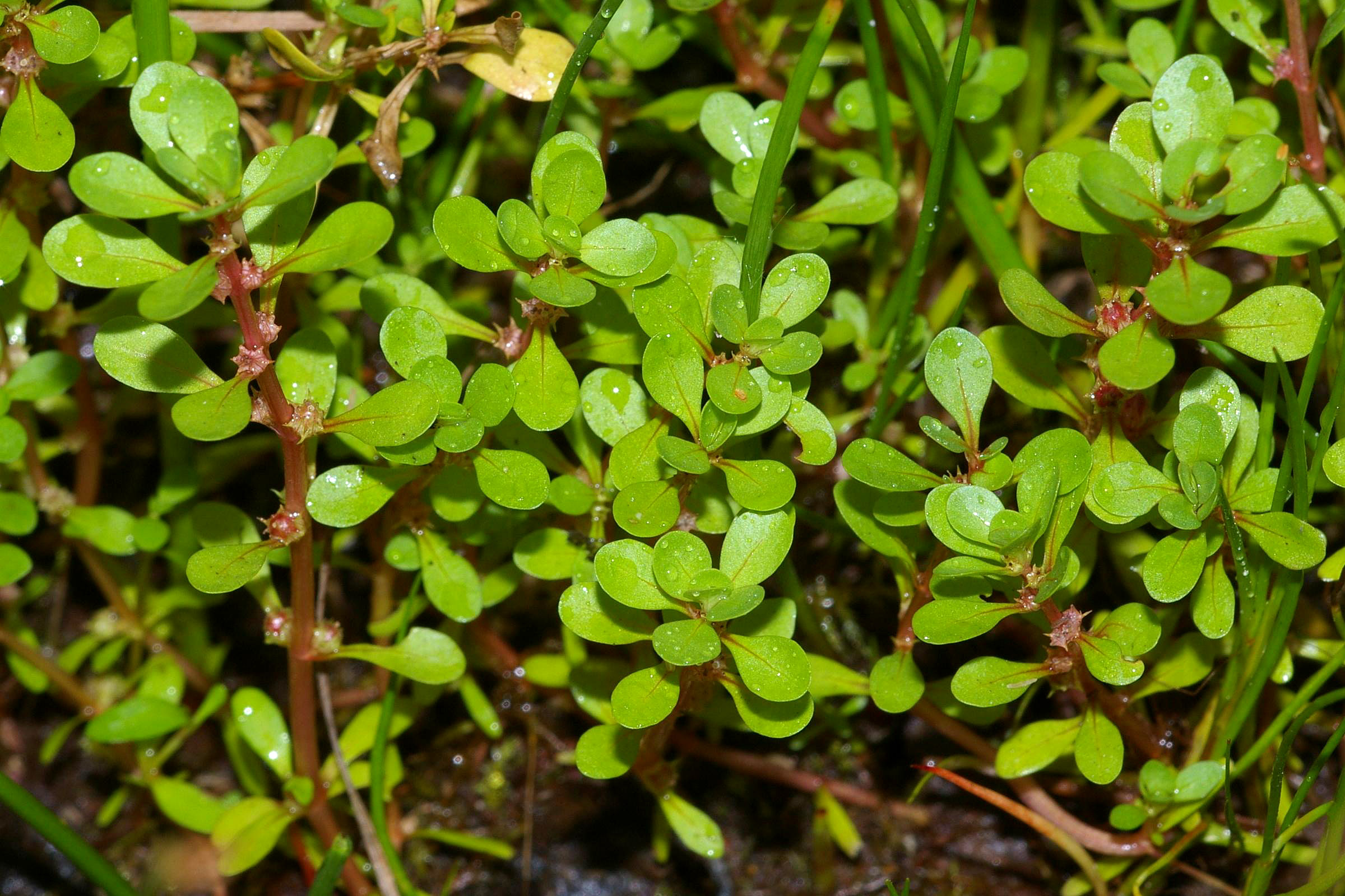  henye tócsahúr